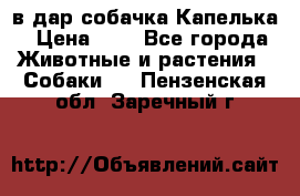 в дар собачка Капелька › Цена ­ 1 - Все города Животные и растения » Собаки   . Пензенская обл.,Заречный г.